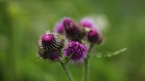 Close-up of thistle flower