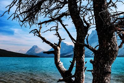 View of tree by sea against sky