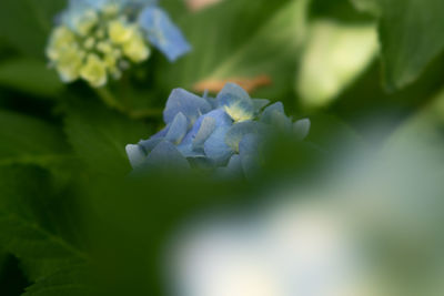 Close-up of white hydrangea flower