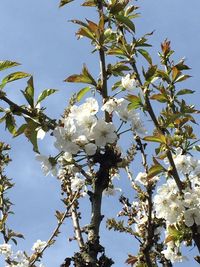 Low angle view of apple blossoms in spring