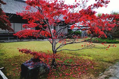 Pink flowers in park