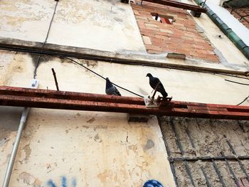 Low angle view of bird perching on building