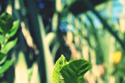 Close-up of leaves against blurred background