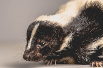 Close-up of skunk