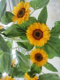 Close-up of yellow flowering plant