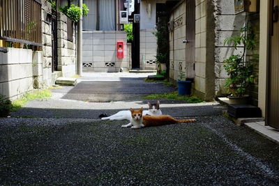 Portrait of relaxed cats