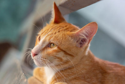 Close-up of a cat looking away