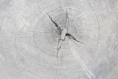 Detail shot of tree stump