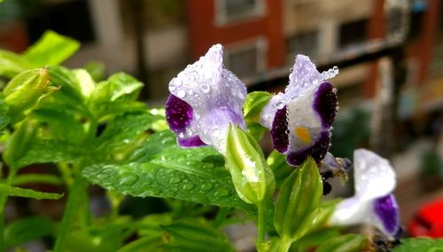 Close-up of wet purple flowers on plant