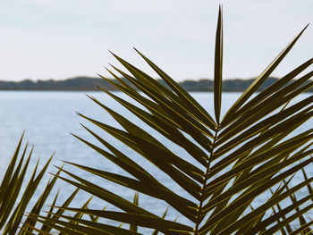 Close-up of palm tree against sky