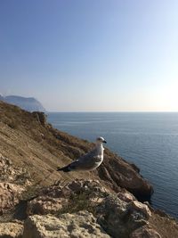 Seagull on rock in sea against clear sky