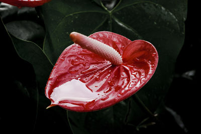 Close-up of wet red rose flower
