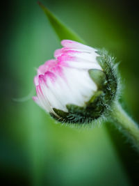 Close-up of pink flower on leaf