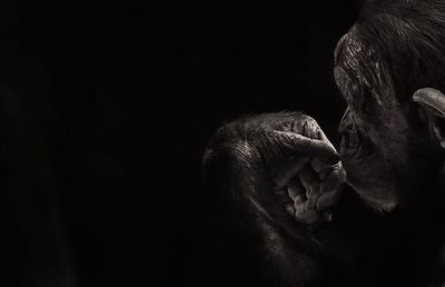 Close-up of chimpanzee against black background