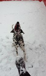 Close-up of dog playing in snow