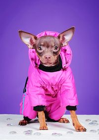 Portrait of a dog against pink background