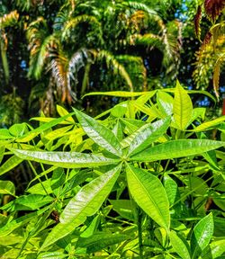 plant