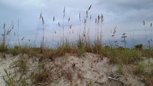 View of plants against cloudy sky