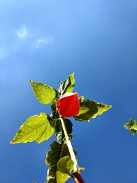 Low angle view of red plant against blue sky