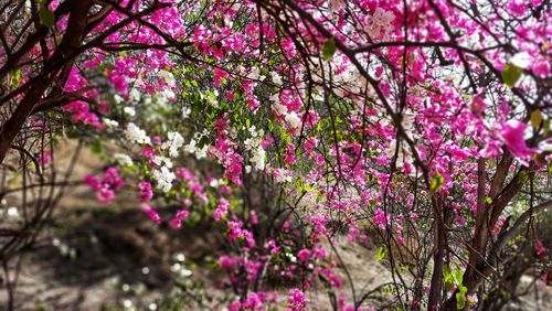 Close-up of pink cherry blossoms in spring