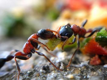 Close-up of ant