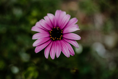 Close-up of purple flower