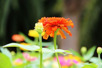 Close-up of orange marigold flower