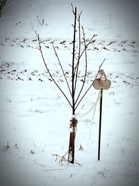 Birds on bare tree