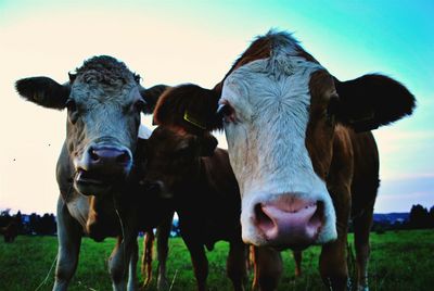 Portrait of cow standing on field against sky