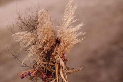 Bouquet of dried flowers on a blurred background. autumn beauty in details