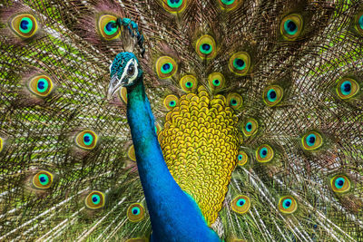 Close-up of peacock