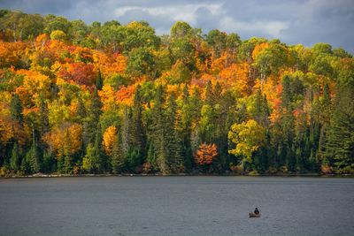 Scenic view of trees by autumn against sky