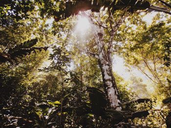 Low angle view of trees