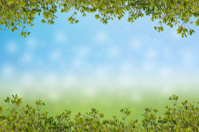 Low angle view of trees on field against sky