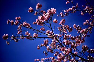 Low angle view of cherry blossom against blue sky