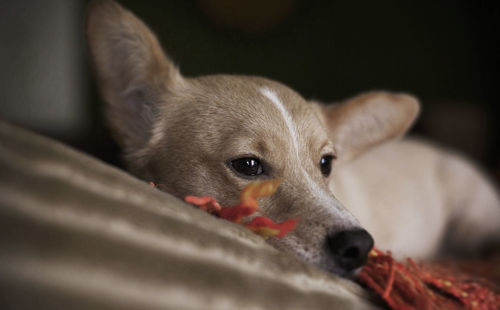 Close-up portrait of dog at home