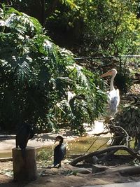 Birds perching on tree