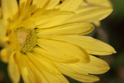 Close-up of yellow flower