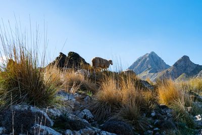 Panoramic shot of rocks against clear sky