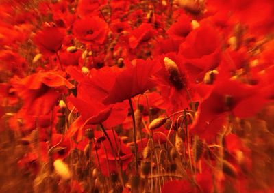 Close-up of red flowers blooming outdoors