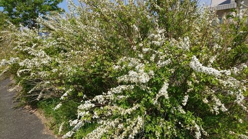 Flowers growing on tree