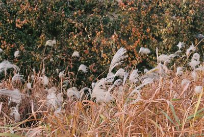 Close-up of flowers growing on field