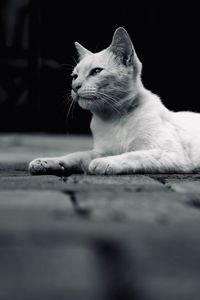 animal themes