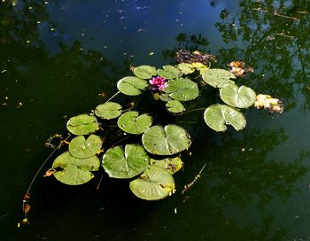 High angle view of lotus floating on pond
