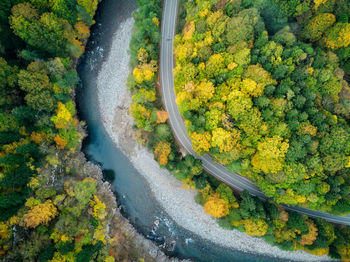 High angle view of yellow plants and trees during autumn