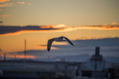 Seagull flying in sky during sunset