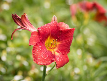 Close-up of red lily on plant