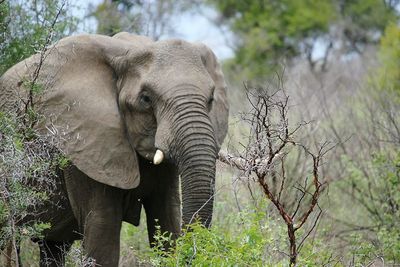 Elephant in forest