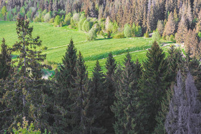 Pine trees in forest