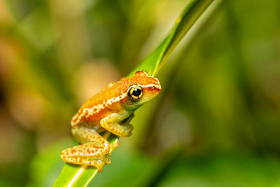 Close-up of frog on plant